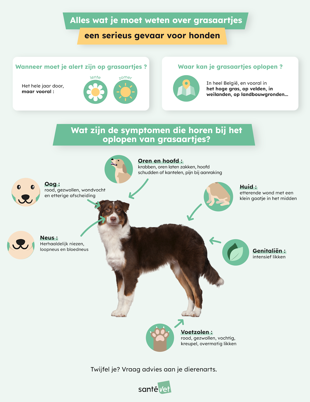 grasaar bij honden