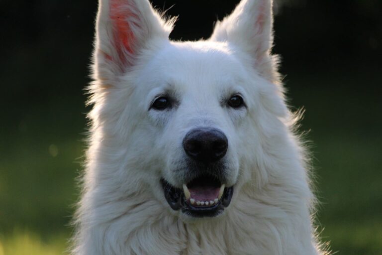 Races de chiens blancs