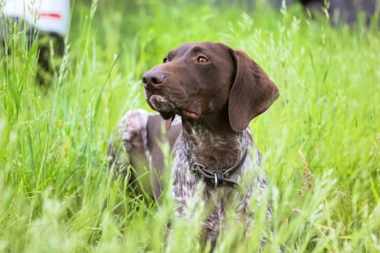 Duitse staande hond