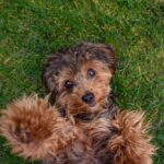 Cavapoo puppy ligt ontspannen in gras
