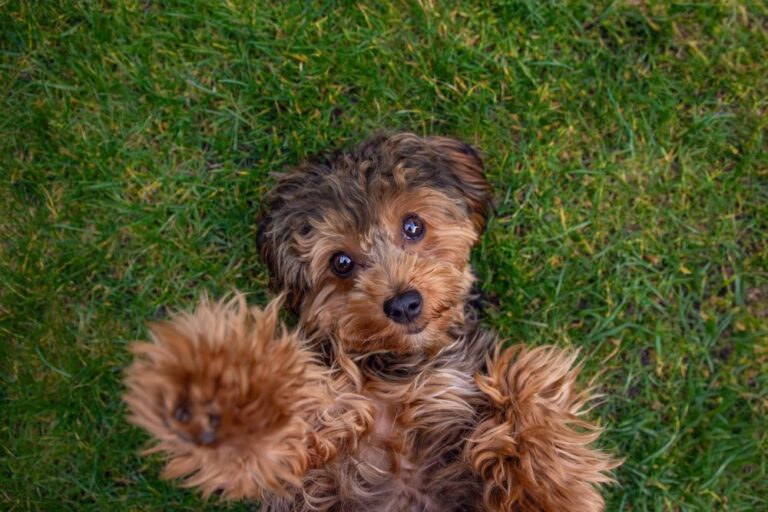 Cavapoo