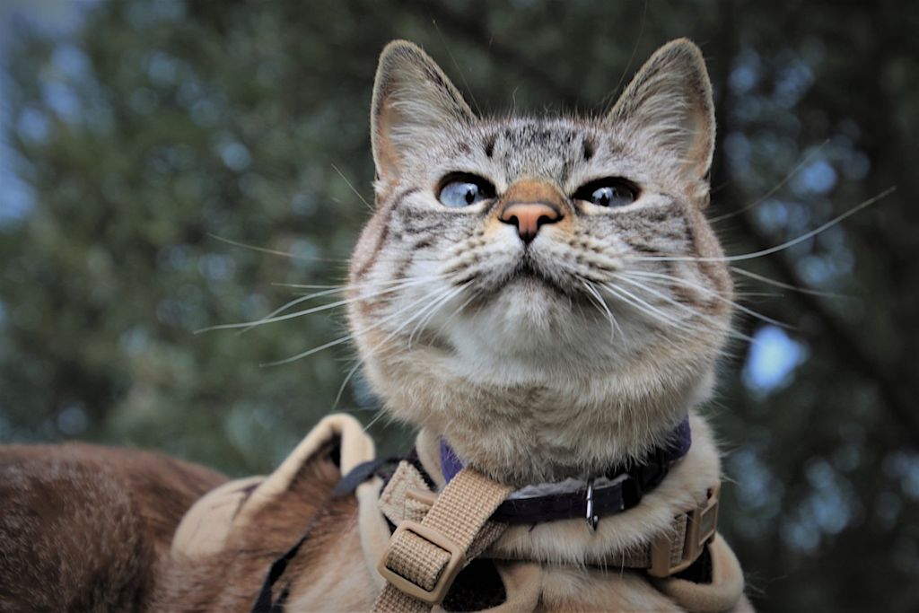 chat en laisse