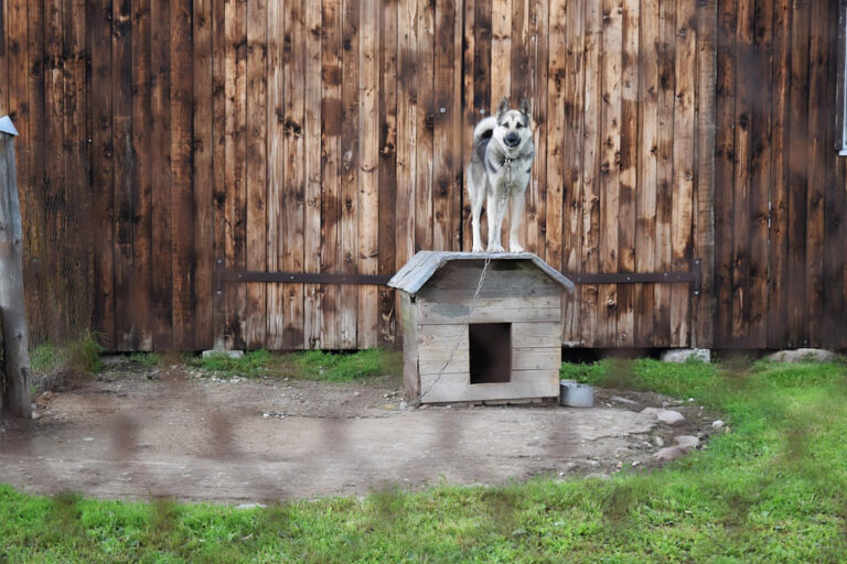 Finse Lappenhond