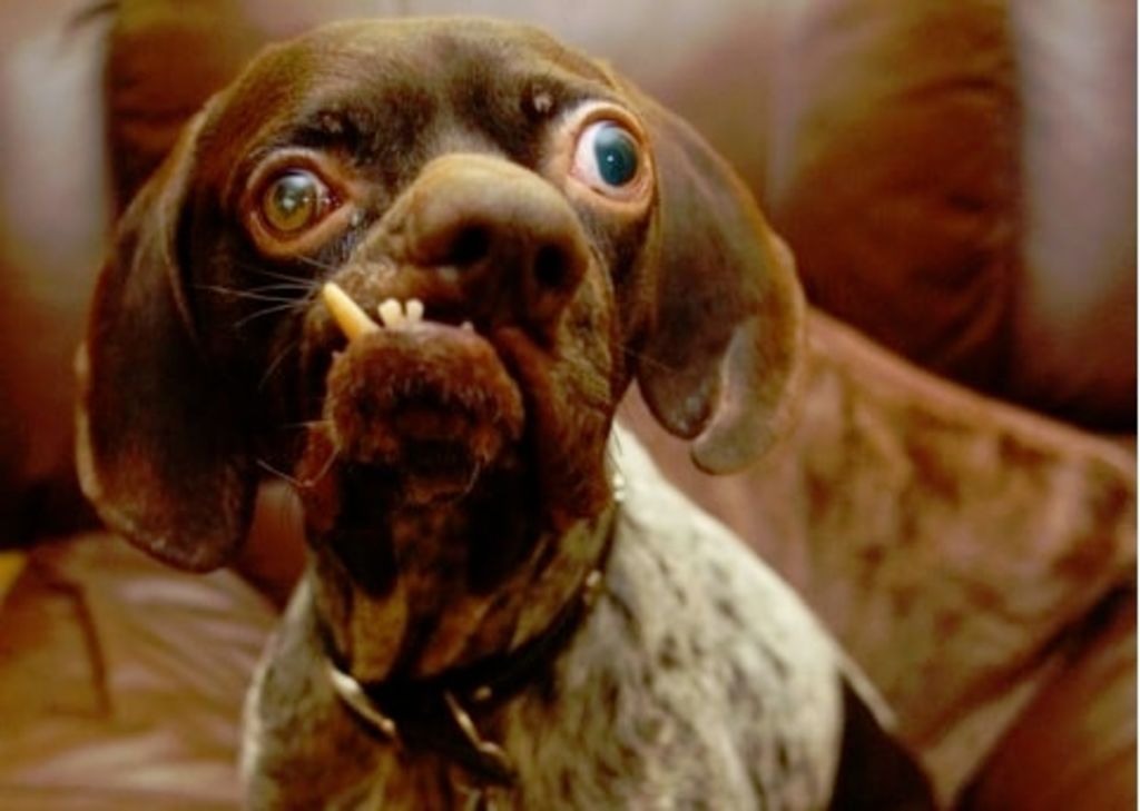 chien le plus laid du monde