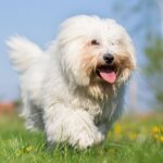 Coton de Tuléar wandelt vrolijk over gras