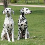 Dalmatiër zit samen op grasveld
