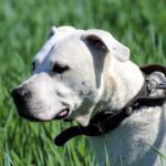 Dogo Argentino loopt rustig door grasveld