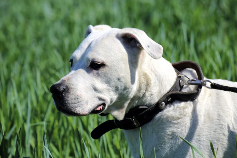 Argentijnse dog (Dogo Argentino)