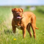 Dogue de Bordeaux geniet van wandeling in veld
