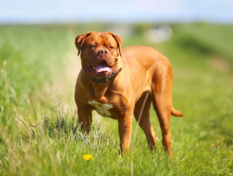 Dogue de Bordeaux (Bordeaux Mastiff)