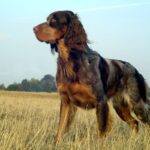 Picardische spaniël 1