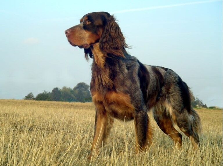 Picardische spaniël