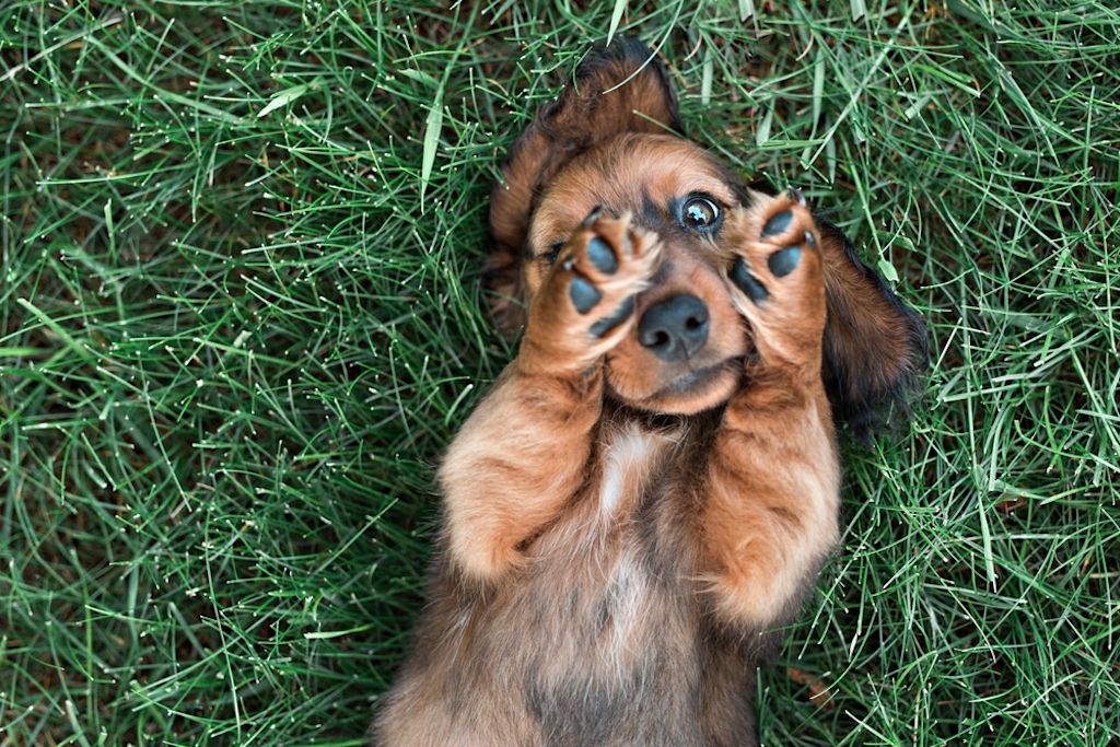 Puppy ligt in gras