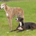 Greyhound 1