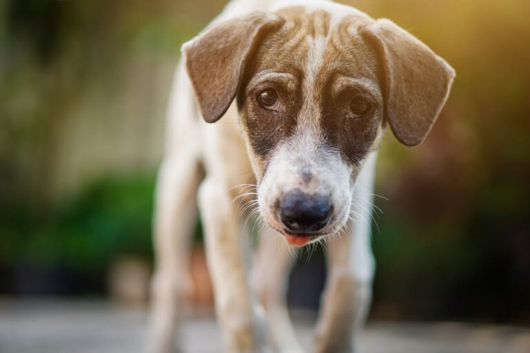 Bestaat een hond met downsyndroom?