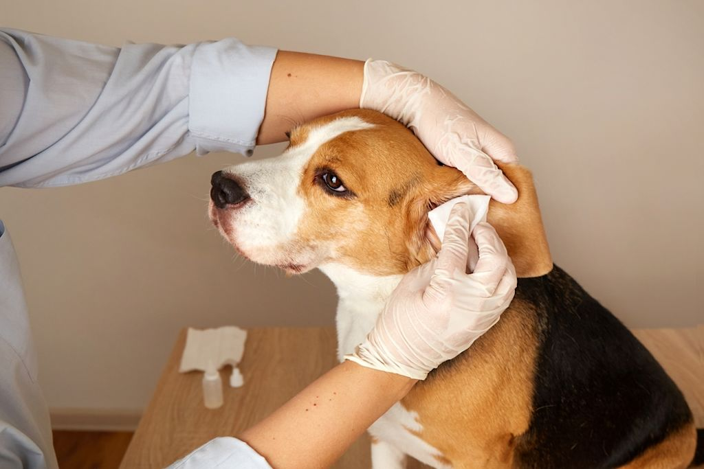 Dierenarts bekijkt oor hond