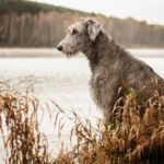 Ierse wolfshond 1
