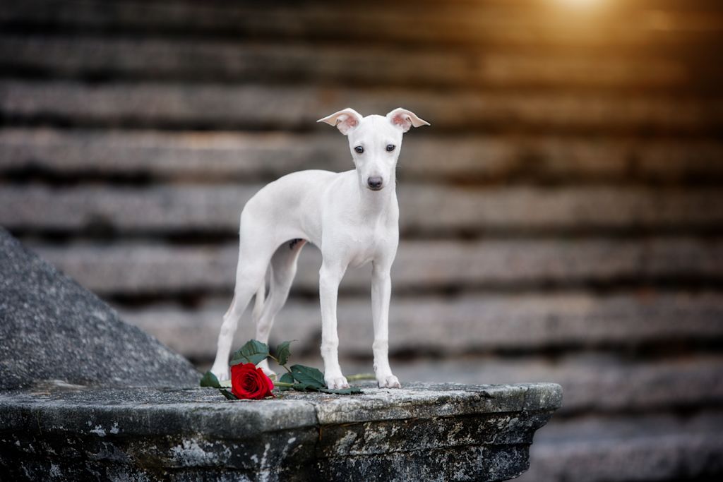Chiot lévrier