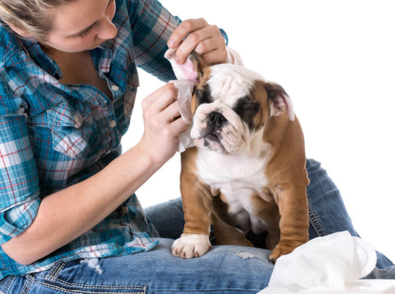 Wat is de beste oorreiniger voor je hond?