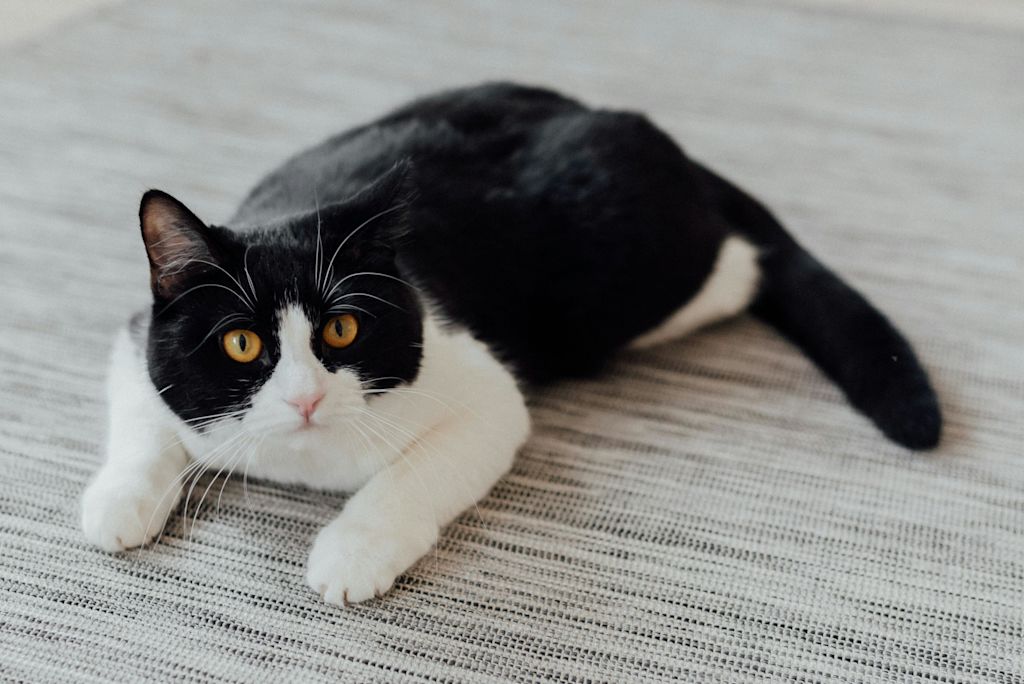 chat noir et blanc avec les quatre pattes blanches