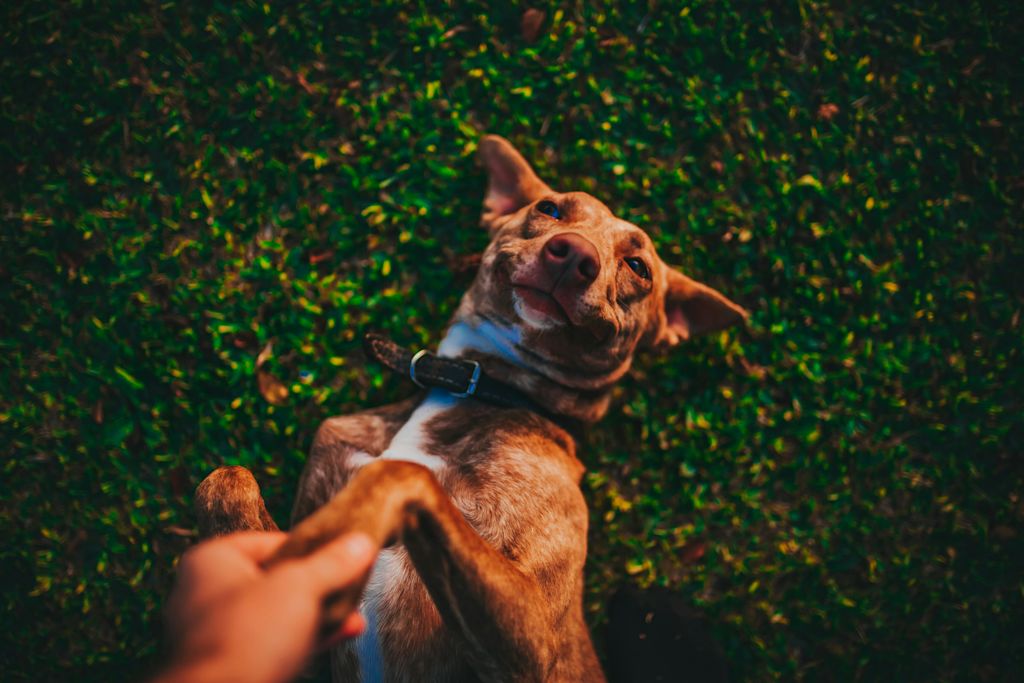 Podenco joueur