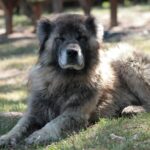 Chien du Caucase