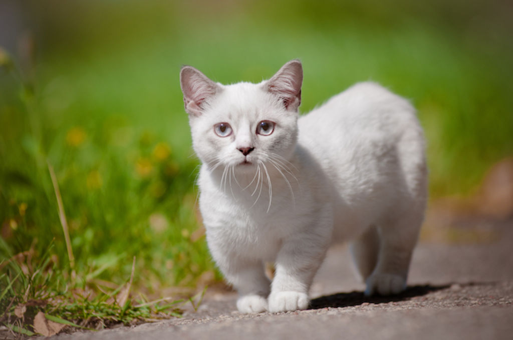 chat Munchkin blanc