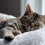 Slapende tabby