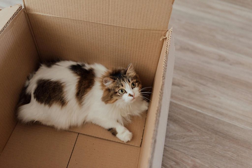 Liggende cyperse kat