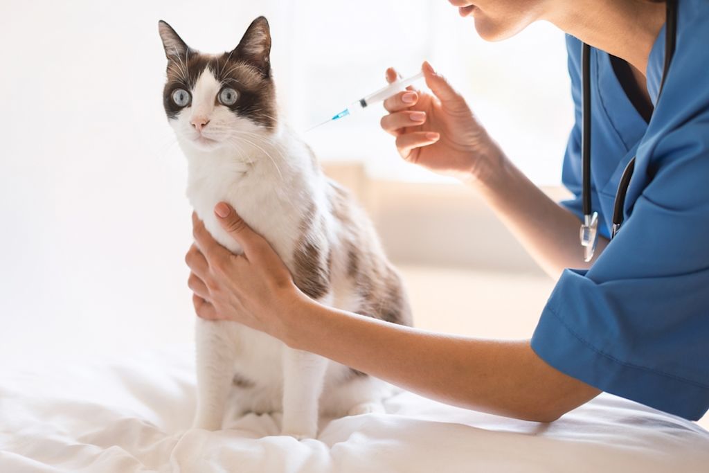 Kat wordt gevaccineerd