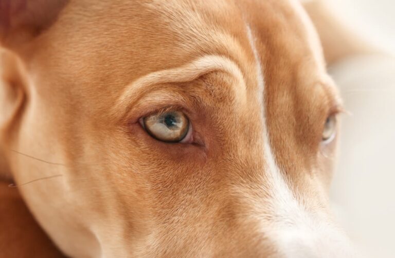 Wat zien honden precies?