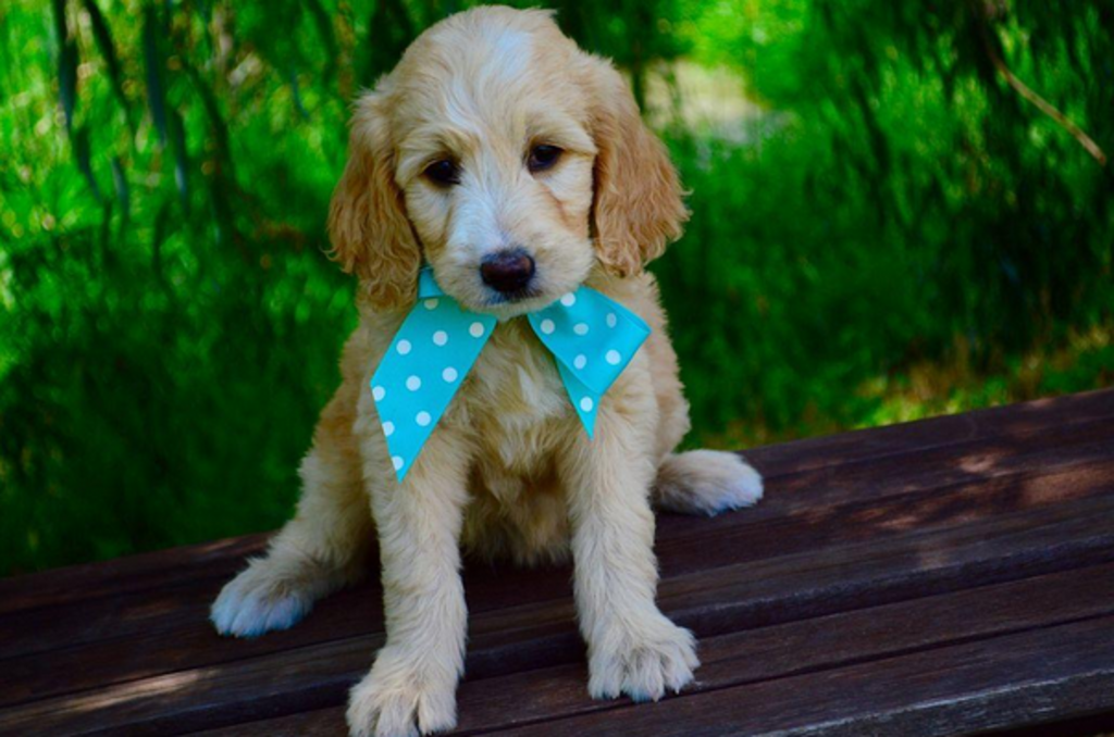 Goldendoodle 2