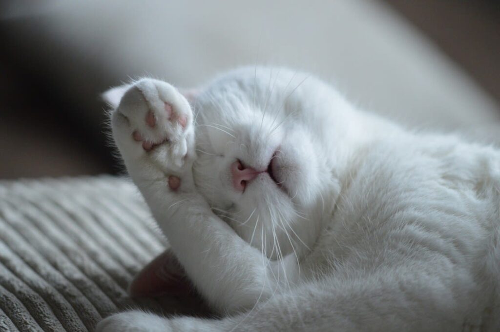 Pourquoi mon chat a-t-il des pellicules ?