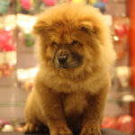 Chow Chow puppy zit schattig in dierenwinkel
