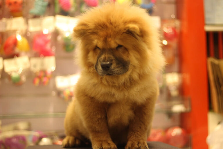 Chowchow