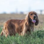 Engelse Cocker Spaniel zit tussen gele bloemen
