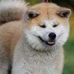 akita-2534986 1280