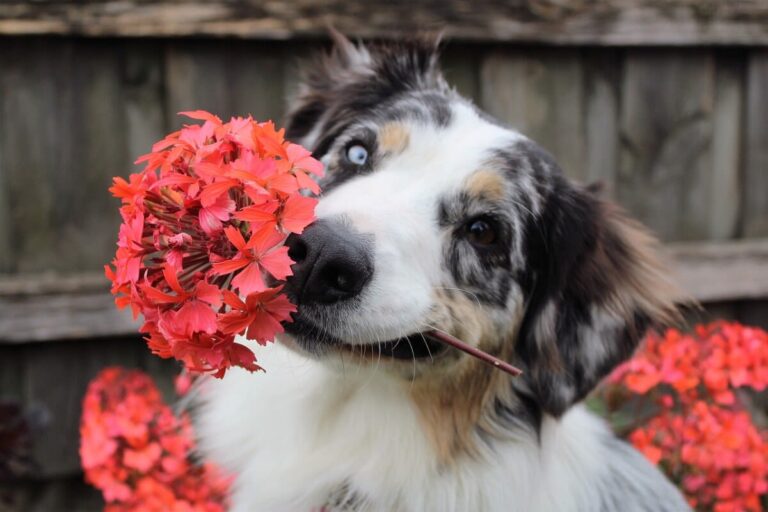 Plantes toxiques chez le chien : attention danger