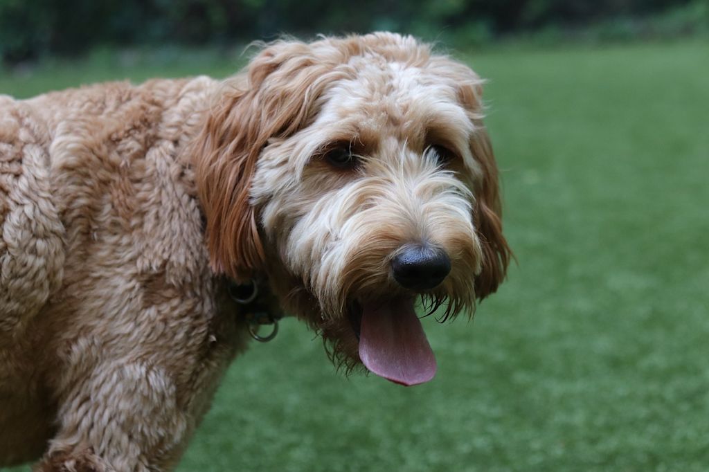 goldendoodle (1)