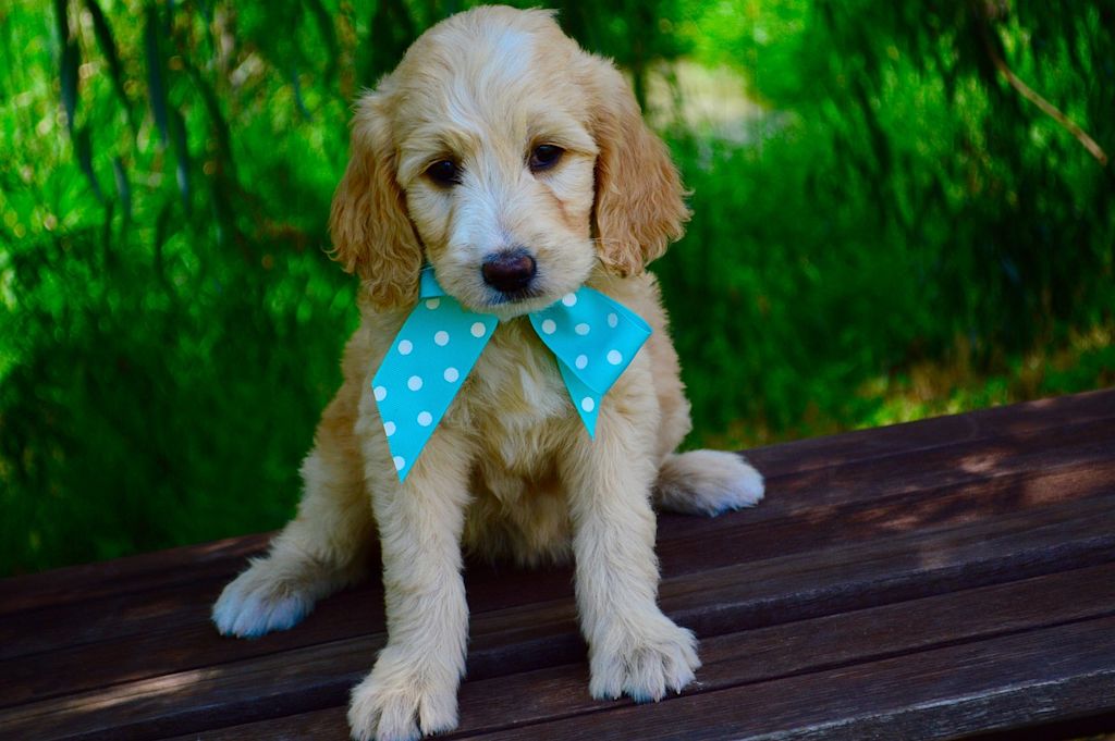 goldendoodle chiot
