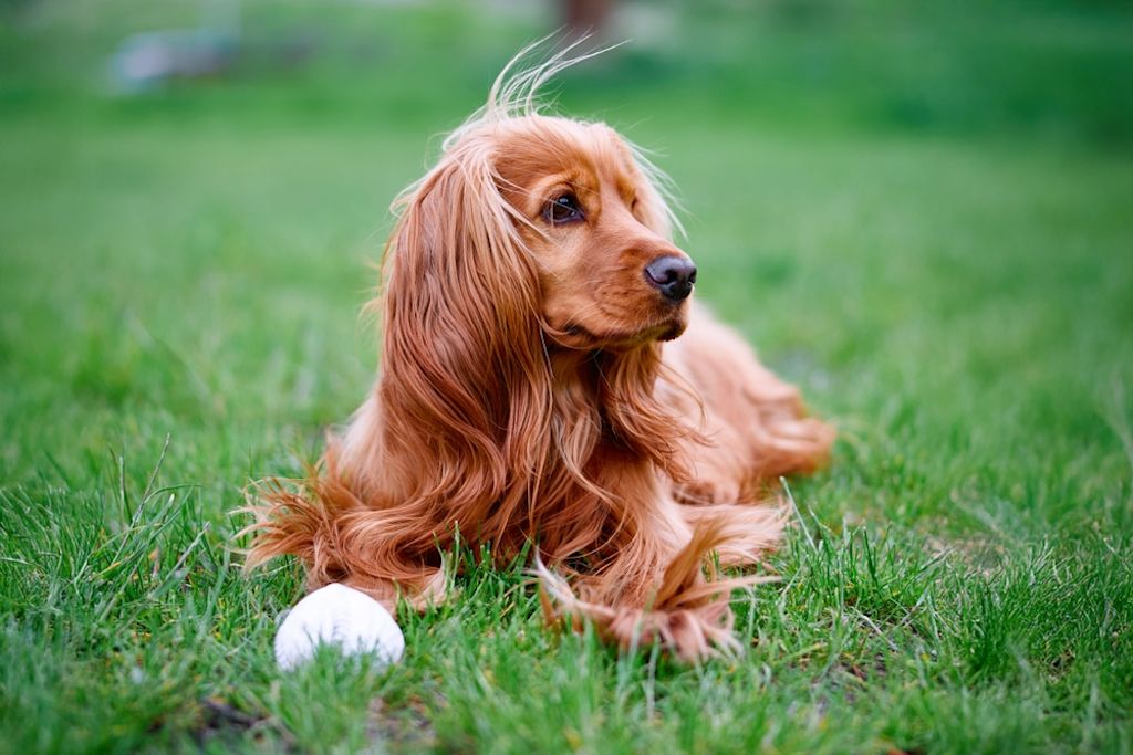 Cocker Spani&euml;l ligt in het gras met bal