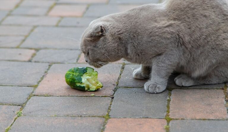 Waarom haat je kat komkommers?