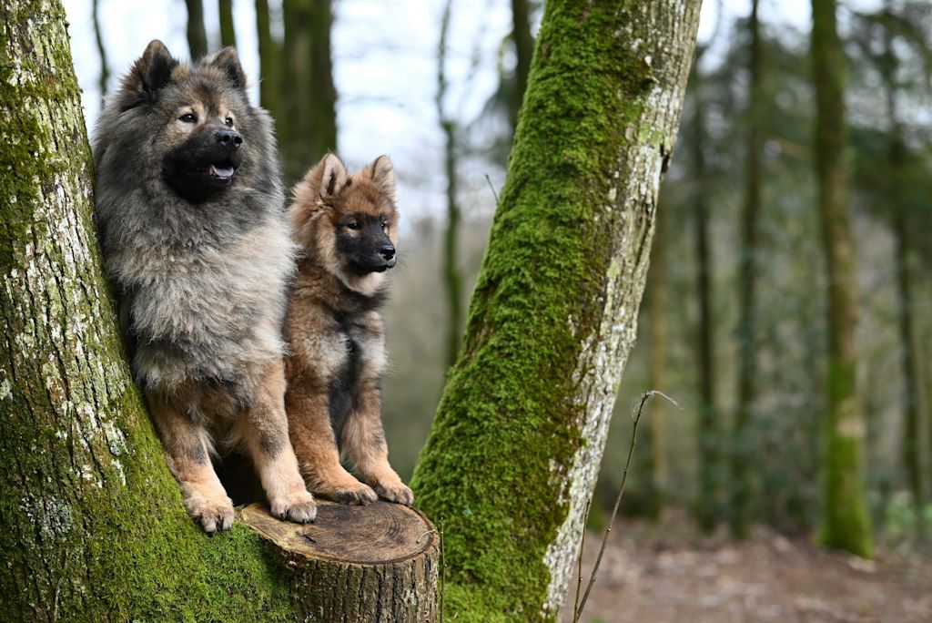 Duo de Spitz Loup