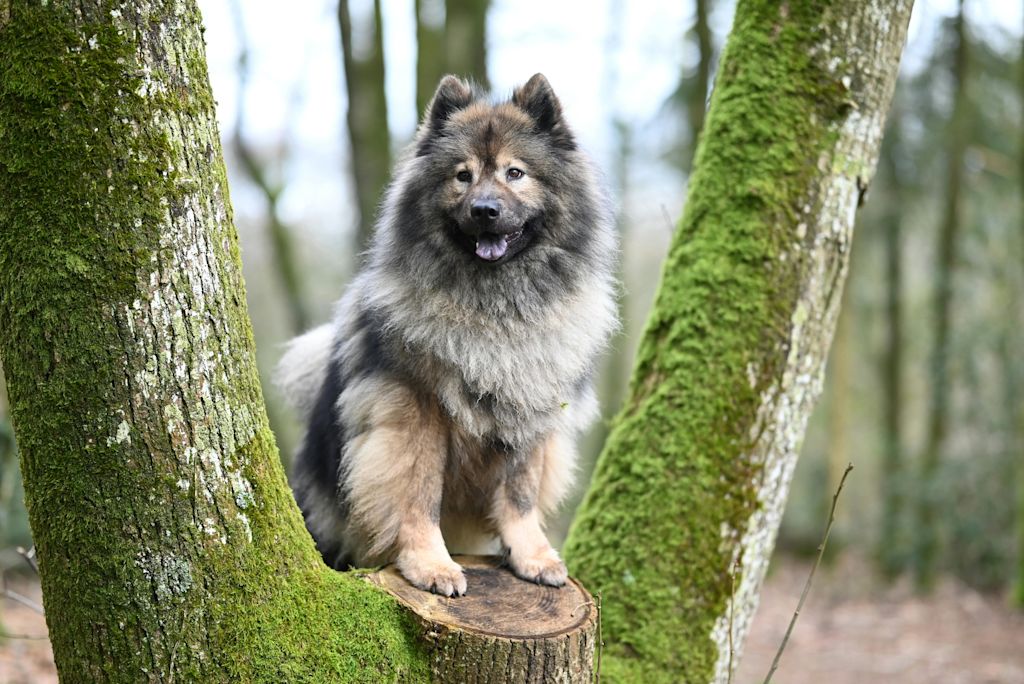 Spitz-Loup