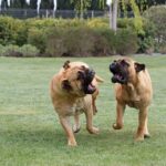 Twee Bullmastiffs spelen samen in tuin