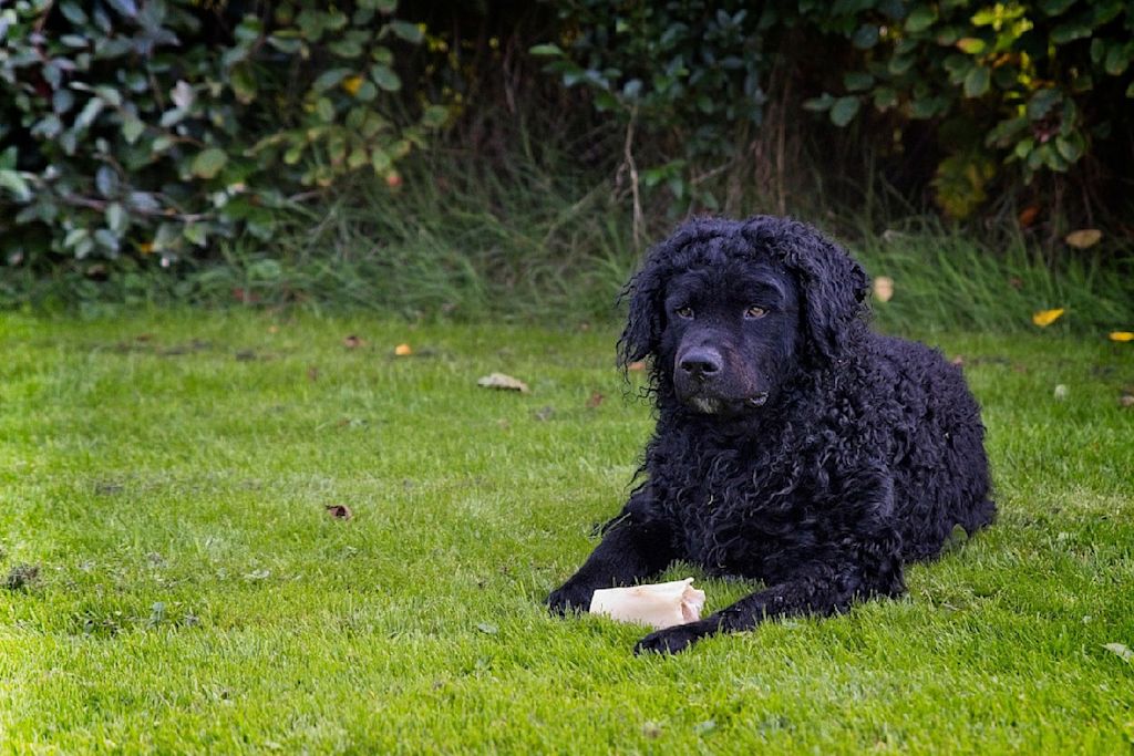 chien d-eau frison2
