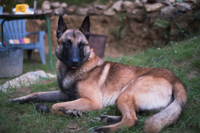 Is een wespensteek gevaarlijk voor honden?