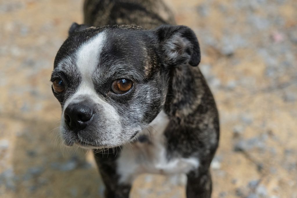 Zwart-witte hond kijkt omhoog
