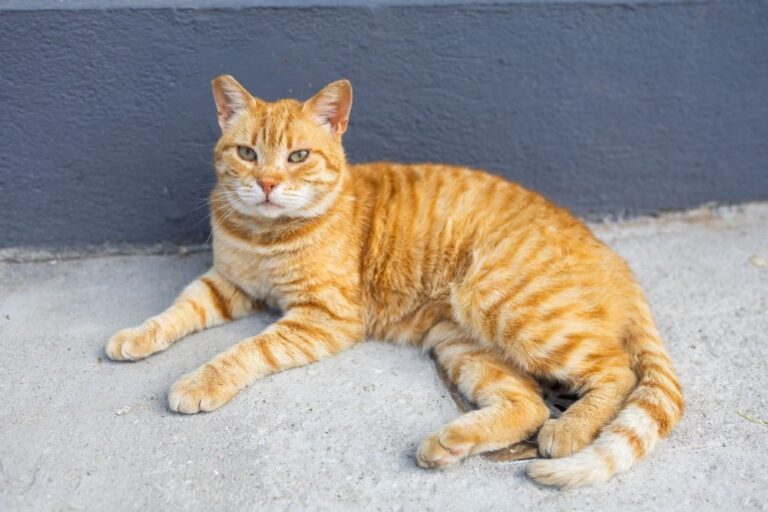 Wespensteek bij katten: wat te doen?