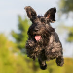 Schnauzer loopt in de duinen